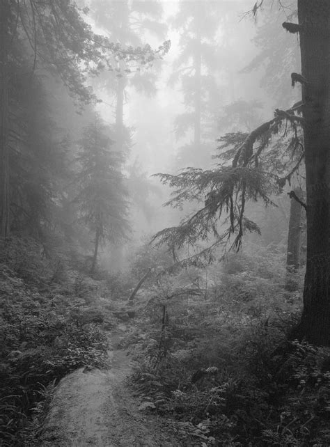 FOGGY FOREST 1 © 1971 - Clyde Butcher | Black & White Fine Art Photography