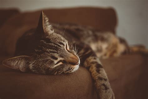 Photo Of Cat Sleeping On The Couch · Free Stock Photo