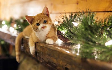 🔥 [50+] Christmas Kittens Wallpapers | WallpaperSafari