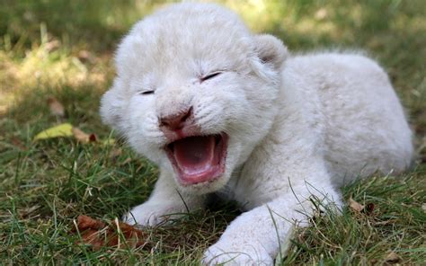 These incredibly rare white lion cubs are utterly adorable