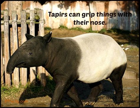 Tapirs can grip things with their nose | Always Learning!