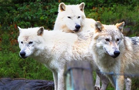 Arctic Wolf - Description, Habitat, Image, Diet, and Interesting Facts