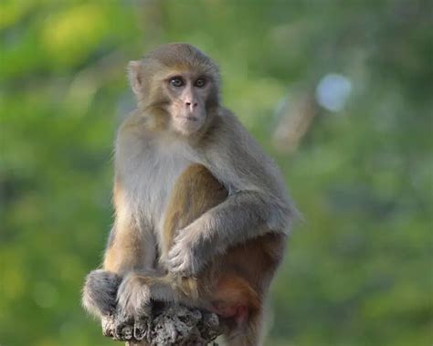 Rhesus Macaque | Mammals Wiki | Fandom