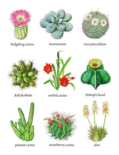 Cactus Plants and Flowers Chart Art by kelleystreetvintage on Etsy