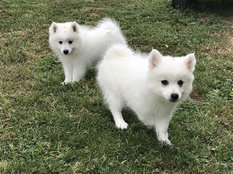 Japanese Spitz Puppies – Cheraton Kennels New Zealand