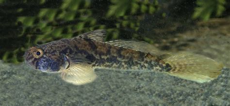 Goby Family Photographs, and Information – Gobiidae | Mexico – Fish ...