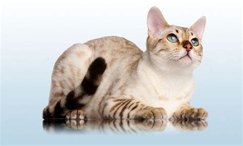 Snow Bengal Cat Infos, History and Appearance - Bengalcats.co