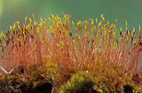 Plant reproductive system - Mosses, Gametophytes, Sporophytes | Britannica