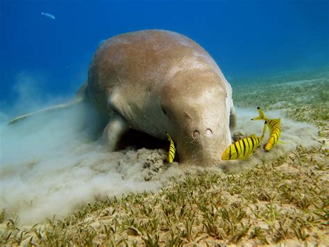 Manatee Trivia (Part 8) – The Dugong! - Kobee Manatee