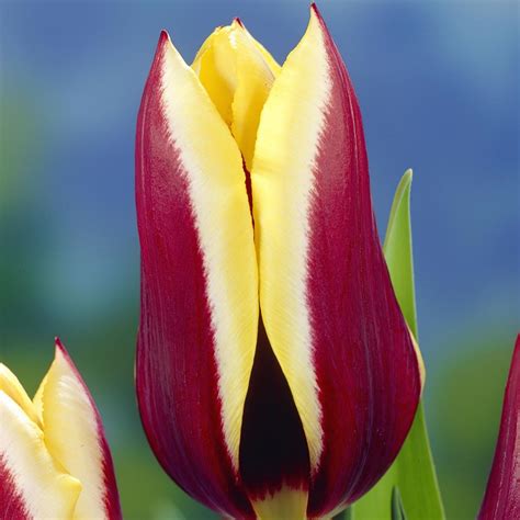 Hayloft Plants 12 x Tulip Gavota Bulbs - QVC UK