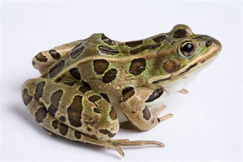 Northern Leopard Frog Facts