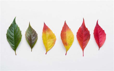 Why do leaves change color? Fall foliage, explained - City of Spokane ...