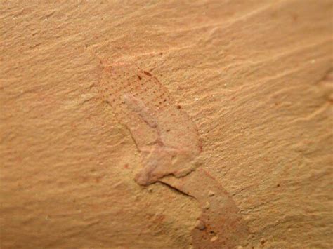 Corynetis brevis Priapulid Worm Fossil Chengjiang