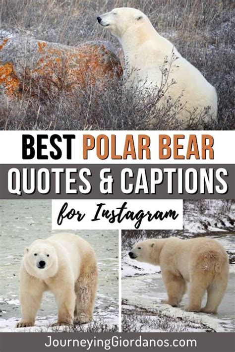 55+ Best Polar Bear Quotes and Captions for Instagram