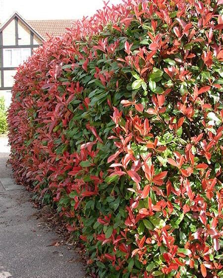 Photinia 'Red Robin' - Hello Hello Plants