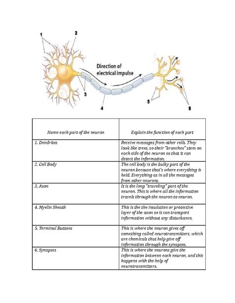 Neuron Label Activity - Name each part of the neuron Explain the ...