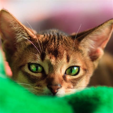 Abyssinian - Information, Health, Pictures & Training Pet Paw