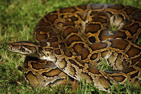 The world's third largest snake, the Burmese Python, is an invasive ...