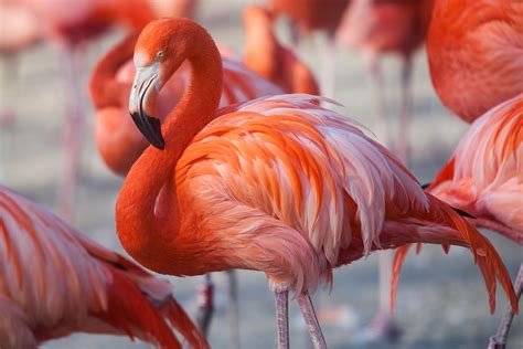 Free photo: Flamingo - Animal, Neck, Stockimage - Free Download - Jooinn