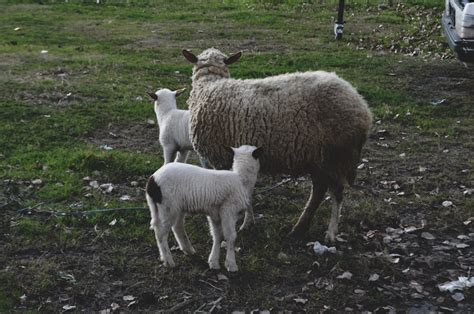 1,000+ Best Katahdin Sheep Photos · 100% Free Download · Pexels Stock ...