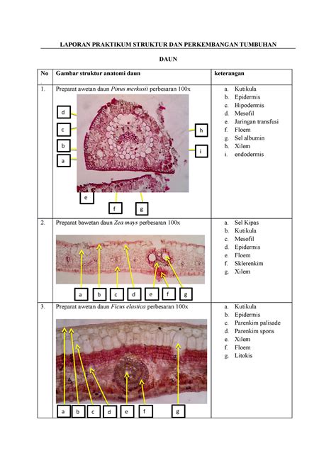 Laporan Praktikum Daun - LAPORAN PRAKTIKUM STRUKTUR DAN PERKEMBANGAN ...