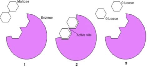 Enzymes in Brewing - Colorado Brewers Guild