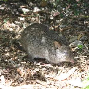 Long-Nosed Potoroo - Facts, Diet, Habitat & Pictures on Animalia.bio