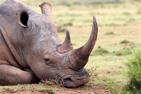 What Are Rhino Horns Made Out Of? - WorldAtlas