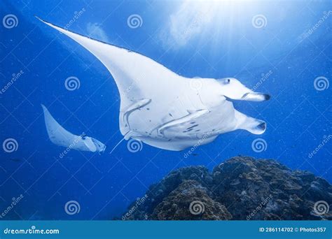 Manta Ray Scuba Diving in Maldives Stock Photo - Image of diver, ocean ...