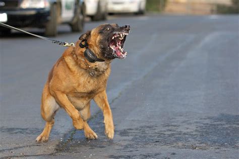 Belgian Malinois Army Dogs | Globerove