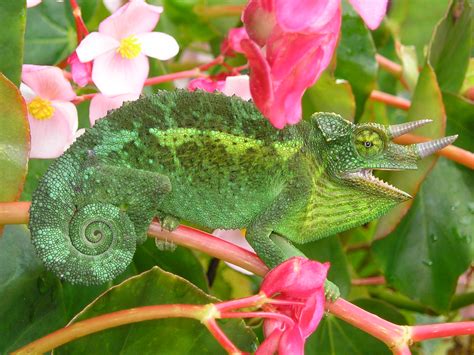 File:Jackson's Chameleon 2 edit1.jpg - Wikipedia, the free encyclopedia