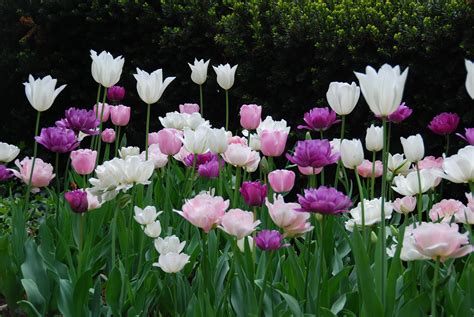 Pin by Wendy Scott on Tulips, Hyacinths & Daffodils Delight! | Garden ...