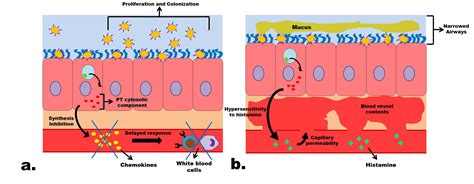 Bordetella Pertussis Bacteria Diagram