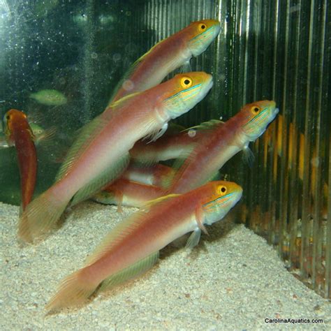 All – Tagged "Goby"– Carolina Aquatics