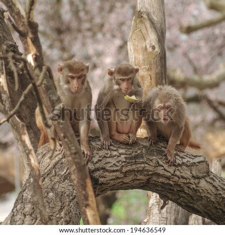 Rhesus Macaque Stock Images, Royalty-Free Images & Vectors | Shutterstock