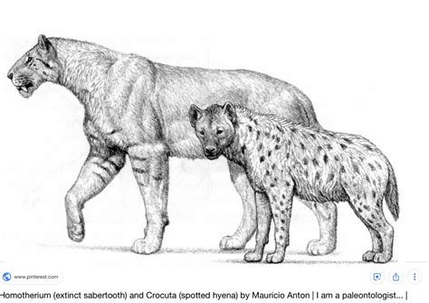 Size comparison of extinct sabertooth Homotherium to a spotted hyena ...