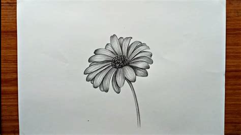 Daisy Drawing