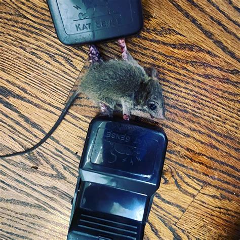 Rat vs Mouse: Pictures - Size, Poop, Behavior -How to tell difference ...