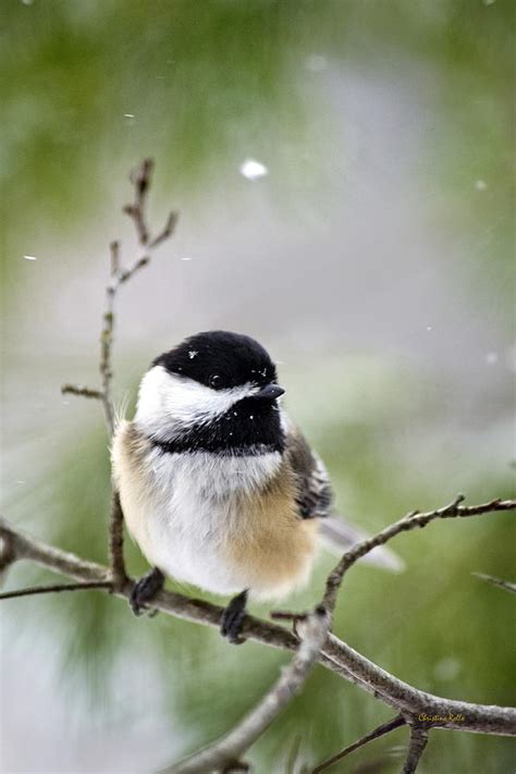 Winter Black Capped Chickadee Photograph by Christina Rollo