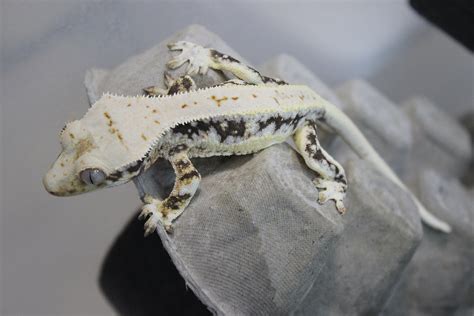 Crested Gecko Care Guide