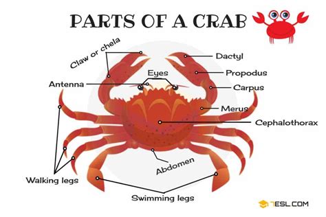 Parts of a Crab in English with Pictures • 7ESL