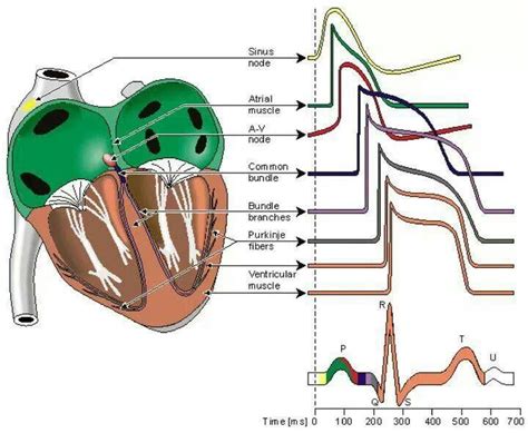 Pin on Nursing - Cardiac