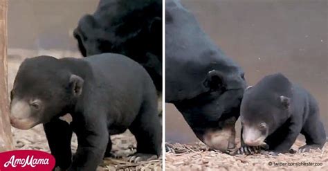 Lovely Sun Bear Cub plays on camera during public debut