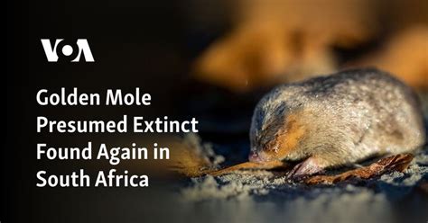 Golden Mole Presumed Extinct Found Again in South Africa Golden mole BFN AU