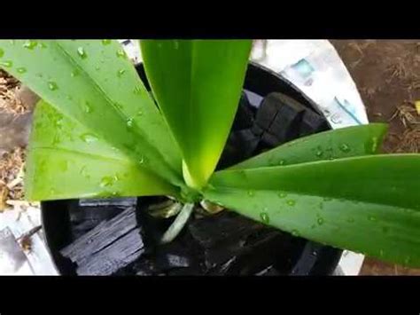 Repotting Phalaenopsis Orchid - YouTube