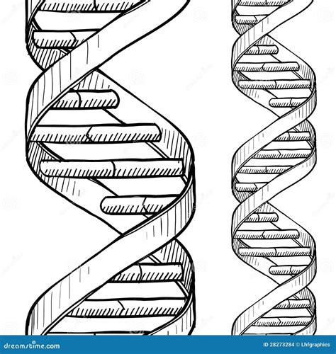 Seamless DNA Double Helix Sketch Stock Vector - Illustration of doodle ...