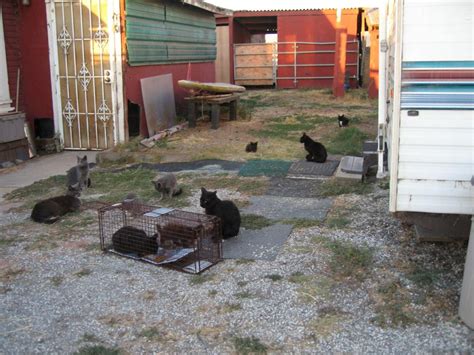 What happens to feral cats when their food provider leaves?