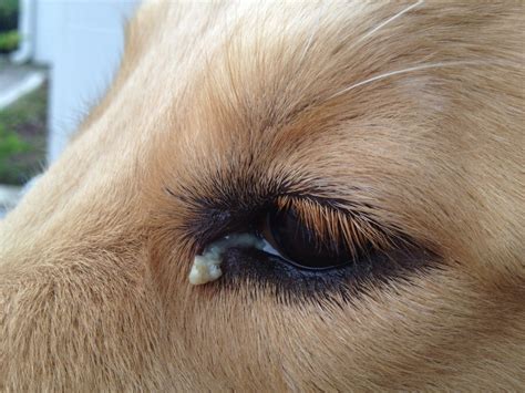 Dog Eye Discharge Causes, Treatments, Home Remedies, Pictures