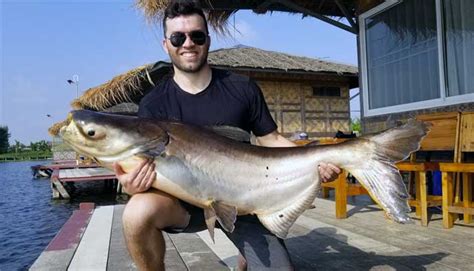 Mekong Catfish (Pangasianodon gigas): Catching the Biggest Catfish