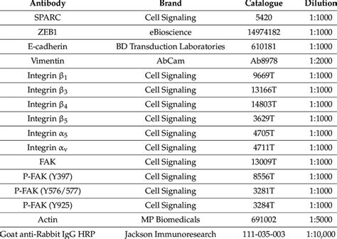 Antibodies used for Western blot. | Download Scientific Diagram